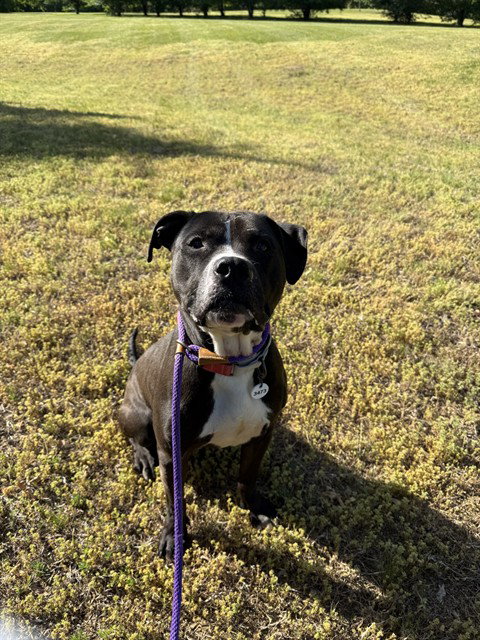 *HENRY