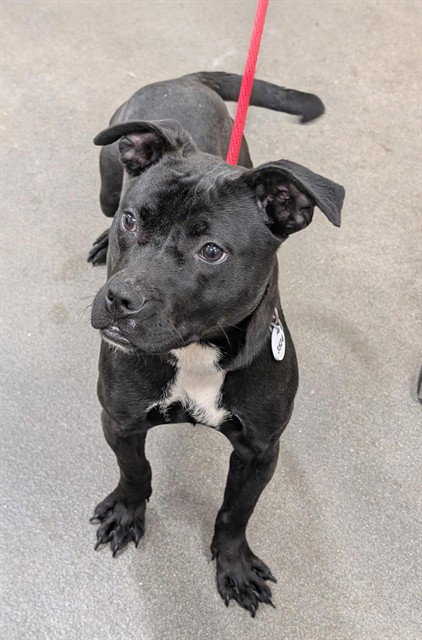 *BEANS, an adoptable Pit Bull Terrier in Forestville, MD