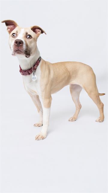 *BUTTERCUP, an adoptable Pit Bull Terrier in Forestville, MD