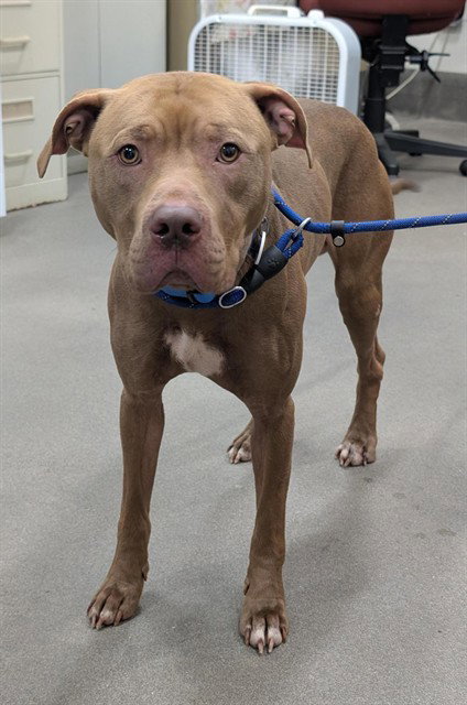 *OAKLEY, an adoptable Pit Bull Terrier in Forestville, MD