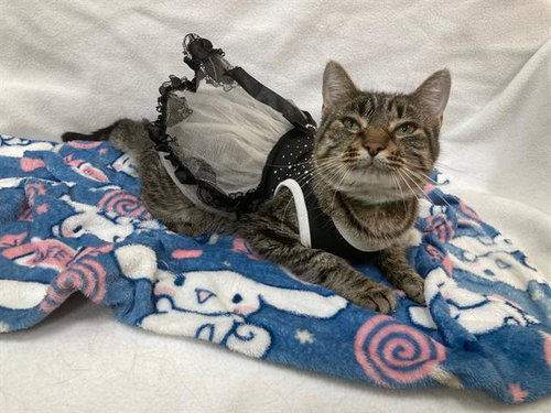 TIGRESS, Adult Domestic Short Hair (short coat), cat for adoption in Bowie, Maryland