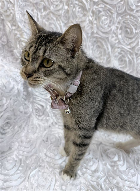 *MAISIE, an adoptable Domestic Short Hair in Forestville, MD