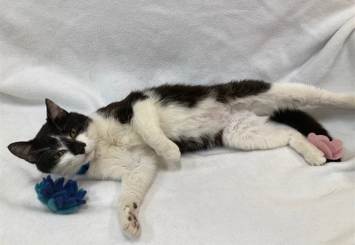 *KENTUCKY, an adoptable Domestic Short Hair in Forestville, MD