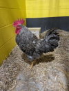 *MCWATTLES - Photo 1