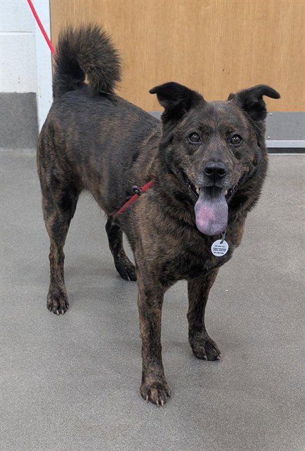 COCO, an adoptable Chow Chow in Forestville, MD