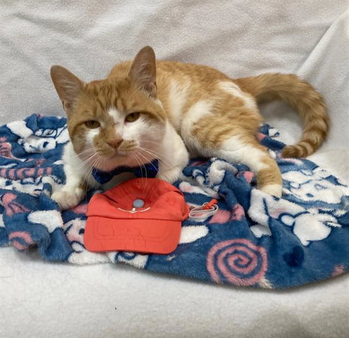 *CREAMSICLE, an adoptable Domestic Short Hair in Forestville, MD
