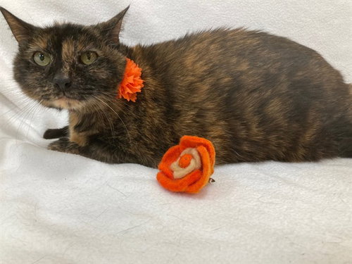 JUNEBUG, Senior Domestic Short Hair (medium coat), cat for adoption in Bowie, Maryland