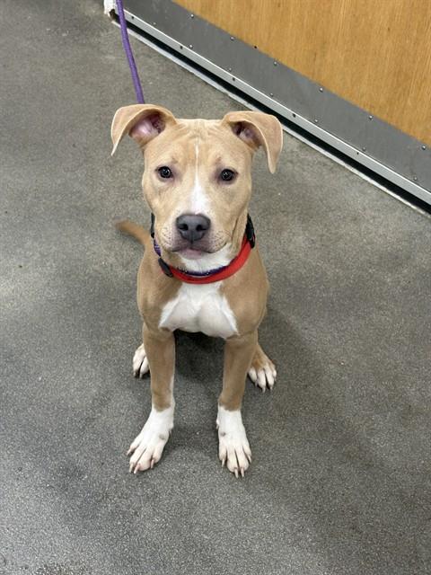 *TUCAN, an adoptable Pit Bull Terrier in Forestville, MD