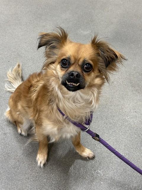 *TRISHA, an adoptable Chihuahua in Forestville, MD
