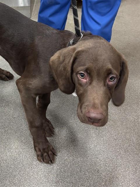 *PARKER, an adoptable Labrador Retriever in Forestville, MD