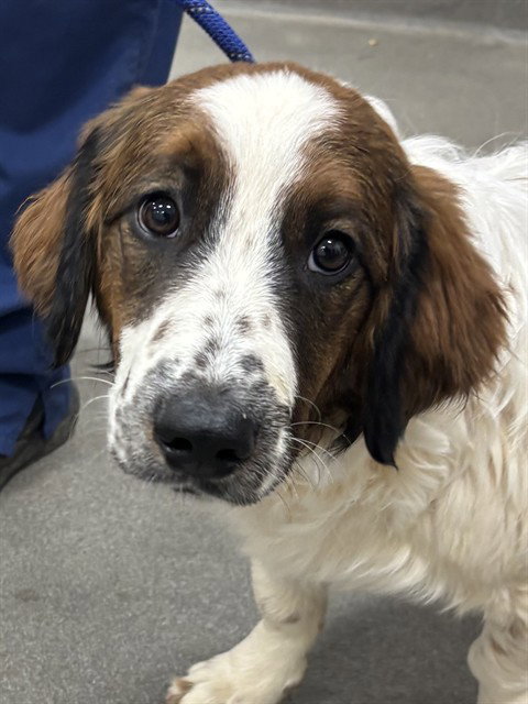 *ALBERTO, an adoptable Dachshund in Forestville, MD
