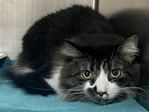 RIO, an adoptable Domestic Long Hair in Forestville, MD