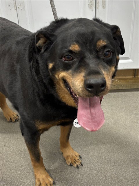 APOLLO, an adoptable Rottweiler in Forestville, MD