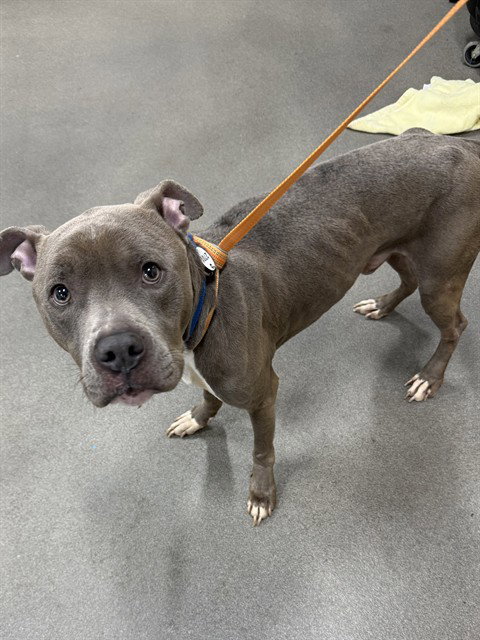 *JESSI, an adoptable Pit Bull Terrier in Forestville, MD