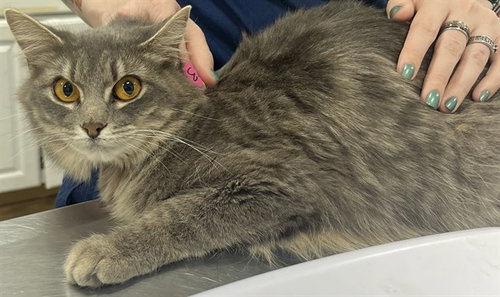 *RAPTOR, an adoptable Domestic Medium Hair in Forestville, MD