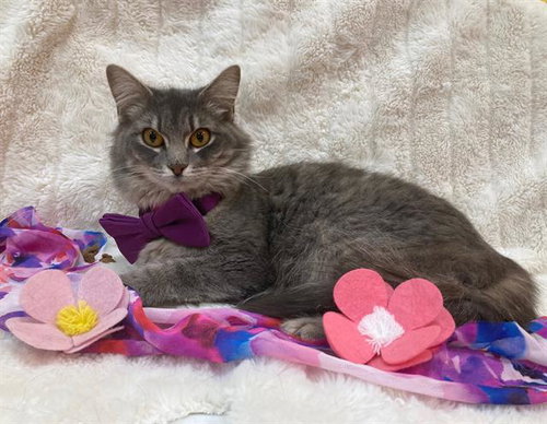 *RAPTOR, an adoptable Domestic Medium Hair in Forestville, MD