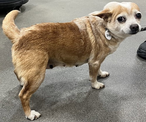 *ANNA, an adoptable Chihuahua in Forestville, MD