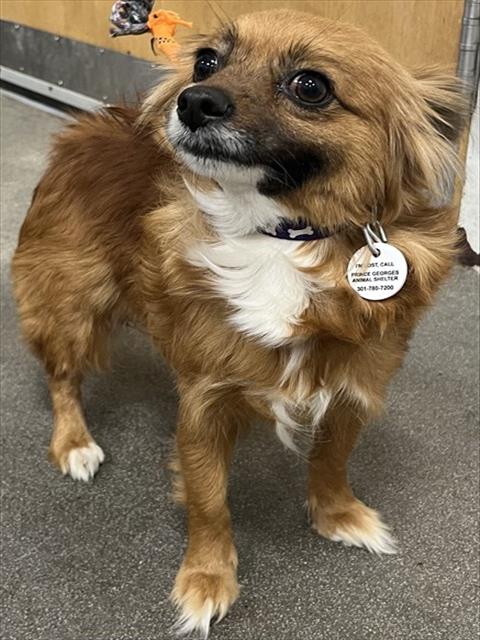 *ELSA, an adoptable Chihuahua in Forestville, MD
