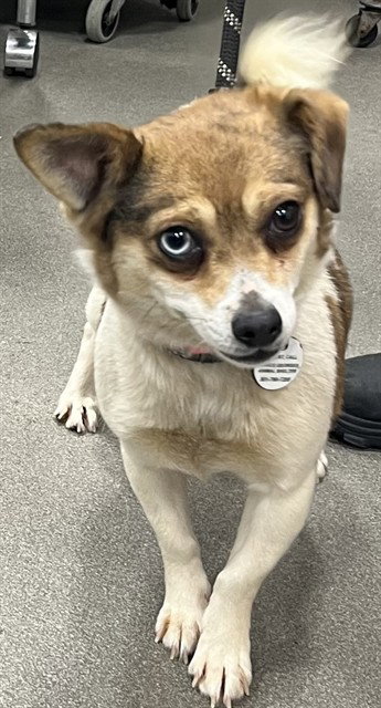 *RANZA, an adoptable Chihuahua in Forestville, MD