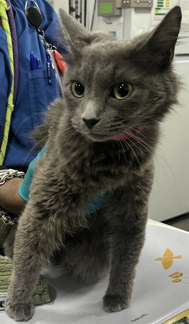 GRAYME, an adoptable Domestic Long Hair in Forestville, MD