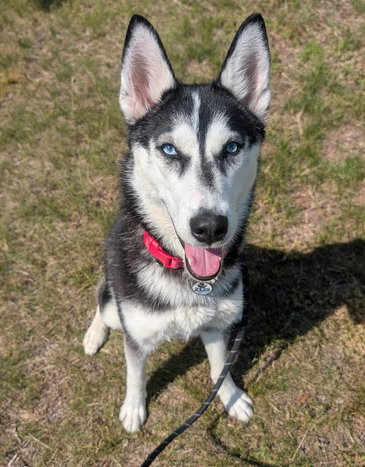 *ARTIC, an adoptable Siberian Husky in Forestville, MD