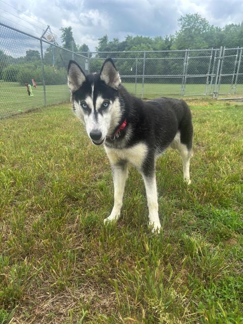 *ARTIC, an adoptable Siberian Husky in Forestville, MD