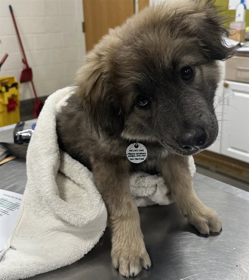 SHILOH - Great Pyrenees available for adoption