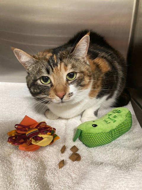 DEOR, Adult Domestic Short Hair (short coat), cat for adoption in Bowie, Maryland