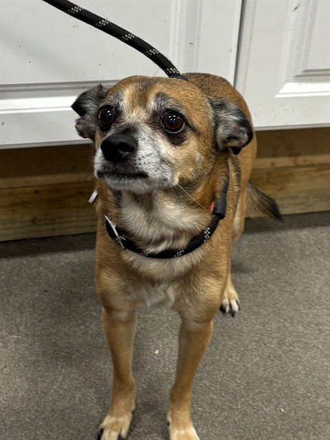 *NEXTEL, an adoptable Chihuahua in Forestville, MD