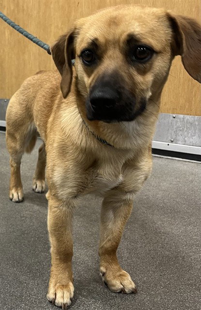 CHAP, an adoptable Beagle in Forestville, MD