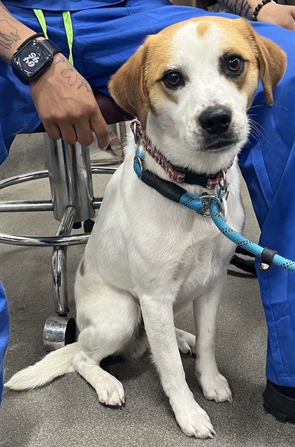 SLEIDER, an adoptable Beagle in Forestville, MD
