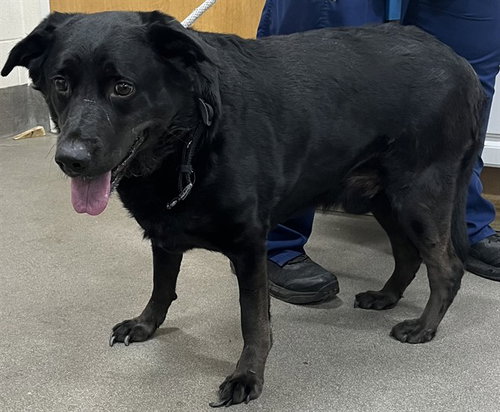 *OSCAR, an adoptable Labrador Retriever in Forestville, MD