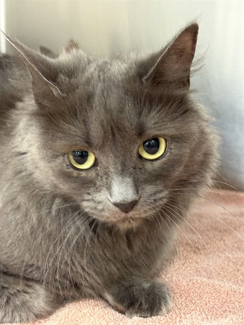 GRACIE, Young Domestic Medium Hair (long coat), cat for adoption in Bowie, Maryland
