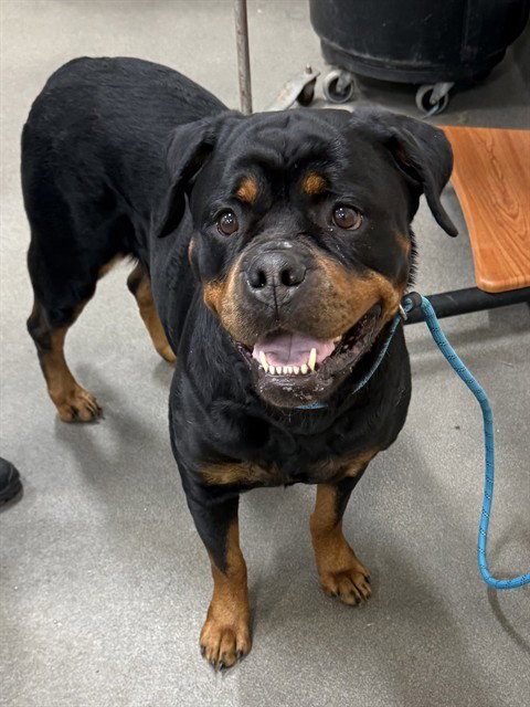 ROSE, an adoptable Rottweiler in Forestville, MD