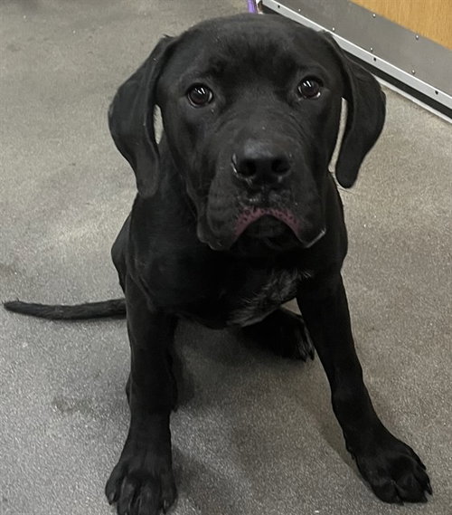 *QUILL, an adoptable Cane Corso Mastiff in Forestville, MD