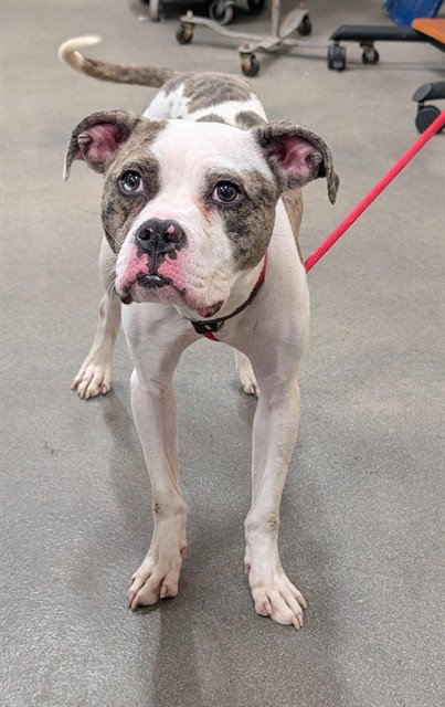 *GRAHAM, an adoptable Pit Bull Terrier in Forestville, MD