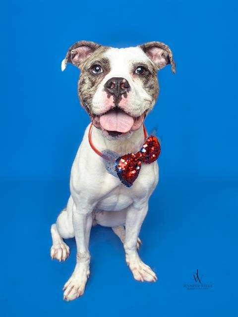 *GRAHAM, an adoptable Pit Bull Terrier in Forestville, MD