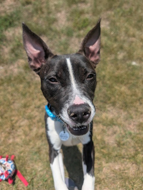 *WREN, an adoptable Pit Bull Terrier in Forestville, MD