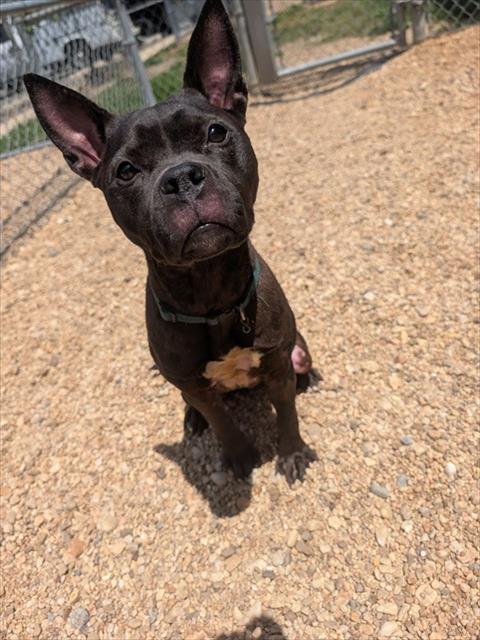 *LACEY, an adoptable Pit Bull Terrier in Forestville, MD