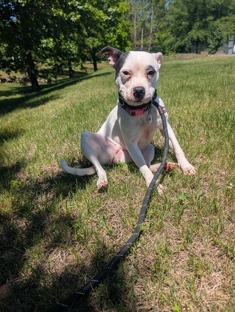 *WILMA, an adoptable Pit Bull Terrier in Forestville, MD