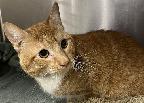 *BECKETT, Adult Domestic Short Hair (short coat), cat for adoption in Bowie, Maryland