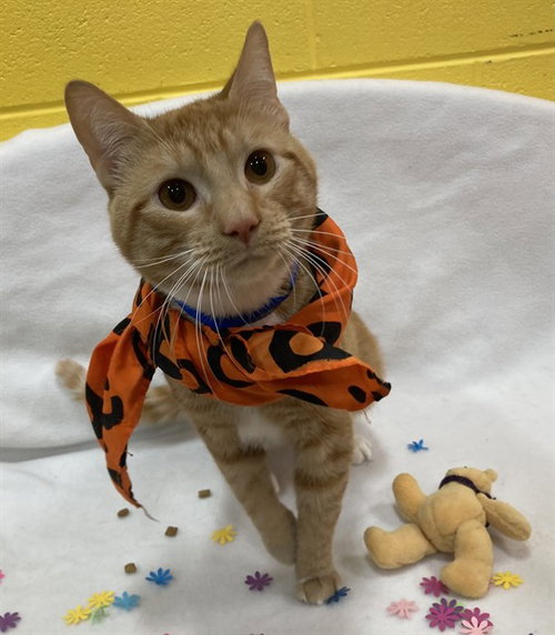 *BECKETT, Adult Domestic Short Hair (short coat), cat for adoption in District Heights, Maryland