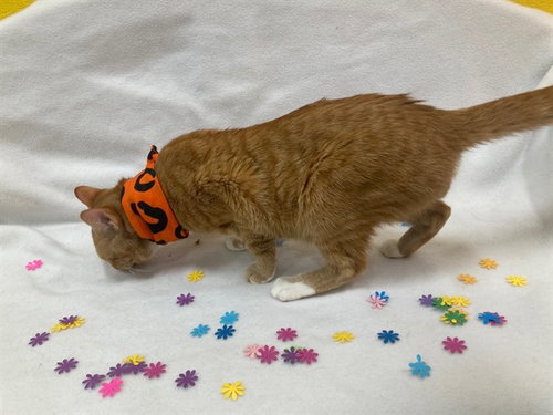 *BECKETT, Adult Domestic Short Hair (short coat), cat for adoption in Annapolis, Maryland