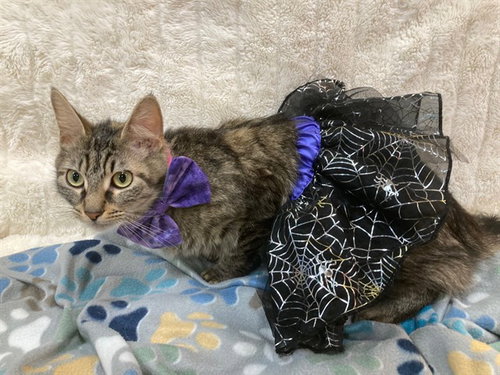 *ASPEN, Adult Domestic Medium Hair (medium coat), cat for adoption in Bowie, Maryland
