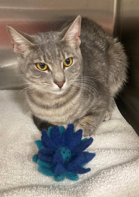 *AVIS, Adult Domestic Short Hair (short coat), cat for adoption in Bowie, Maryland
