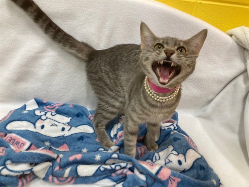 *AVIS, Adult Domestic Short Hair (short coat), cat for adoption in Annapolis, Maryland