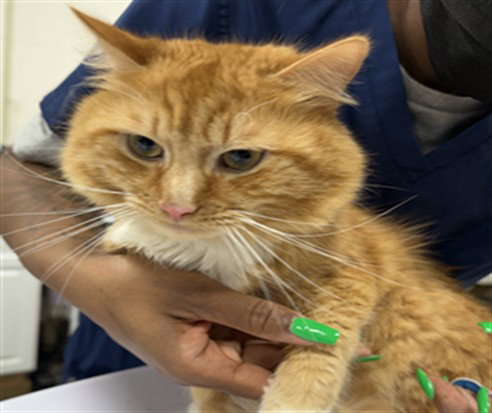 *TOLEDO, Young Domestic Medium Hair (long coat), cat for adoption in Bowie, Maryland