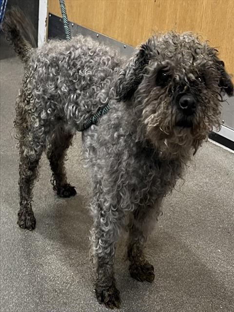 *SAFFRON, an adoptable Miniature Schnauzer in Forestville, MD