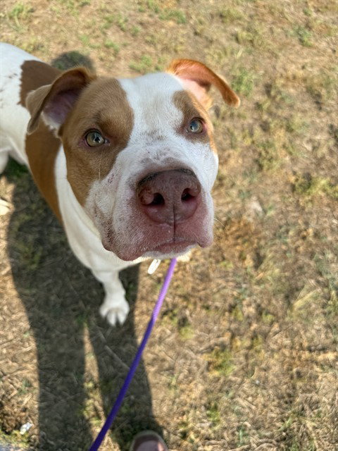 BO, an adoptable American Bulldog in Forestville, MD