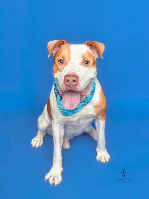 Bo - American Bulldog